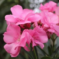 Nerium oleander L.